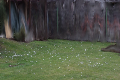 pigeon feathers in garden part 1