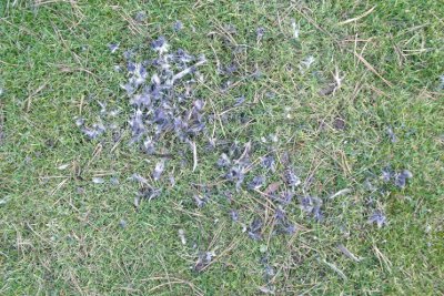 pigeon feathers in garden part 2