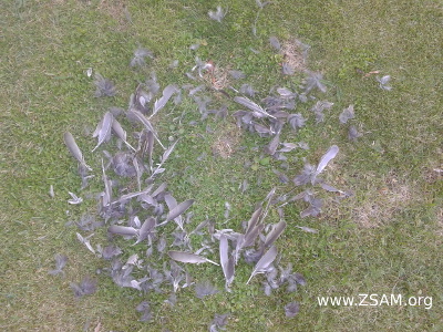 pigeon feathers in garden part 3 pigeon feathers in garden part 3