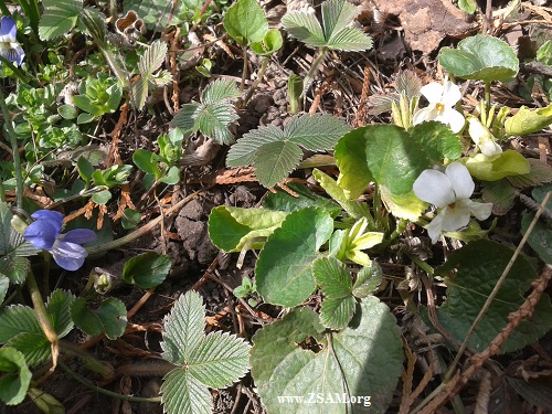 blue and white violets blue and white violets