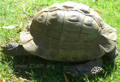 zprackte Krot schlafende Schildkröte